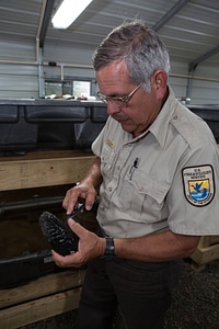 FWS biologist holds a purple bankclimber freshwater mussel-1