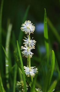 Narrow-leaf bur-reed