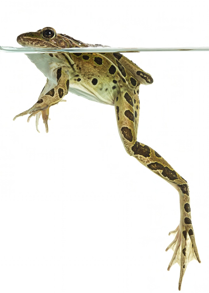Northern leopard frog-3