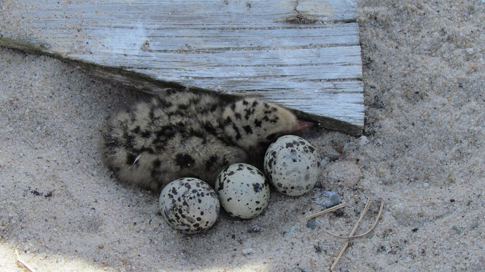 Common tern and eggs in nest at Monomoy NWR