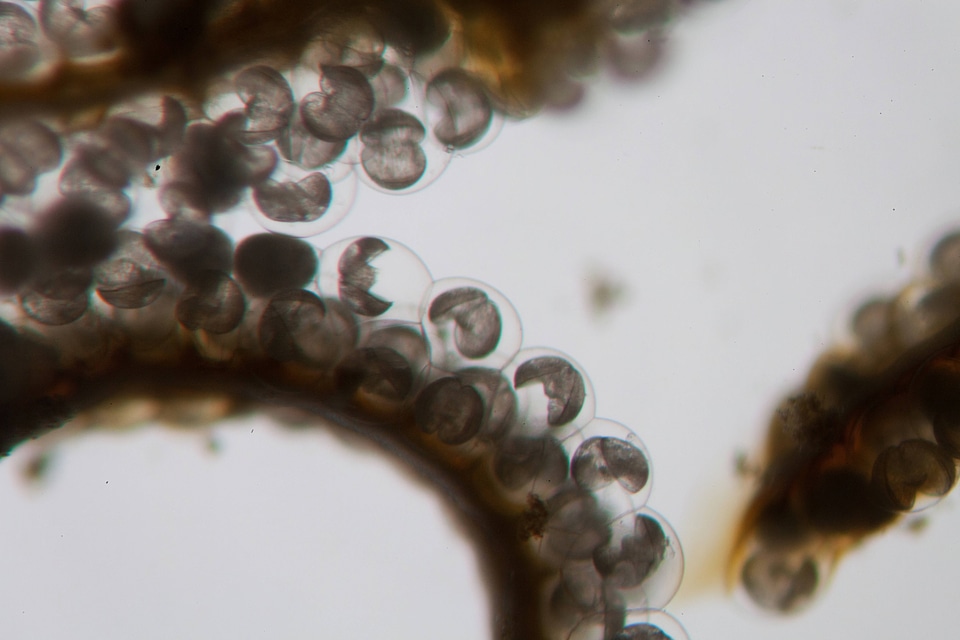 Freshwater mussel conglutinates-4