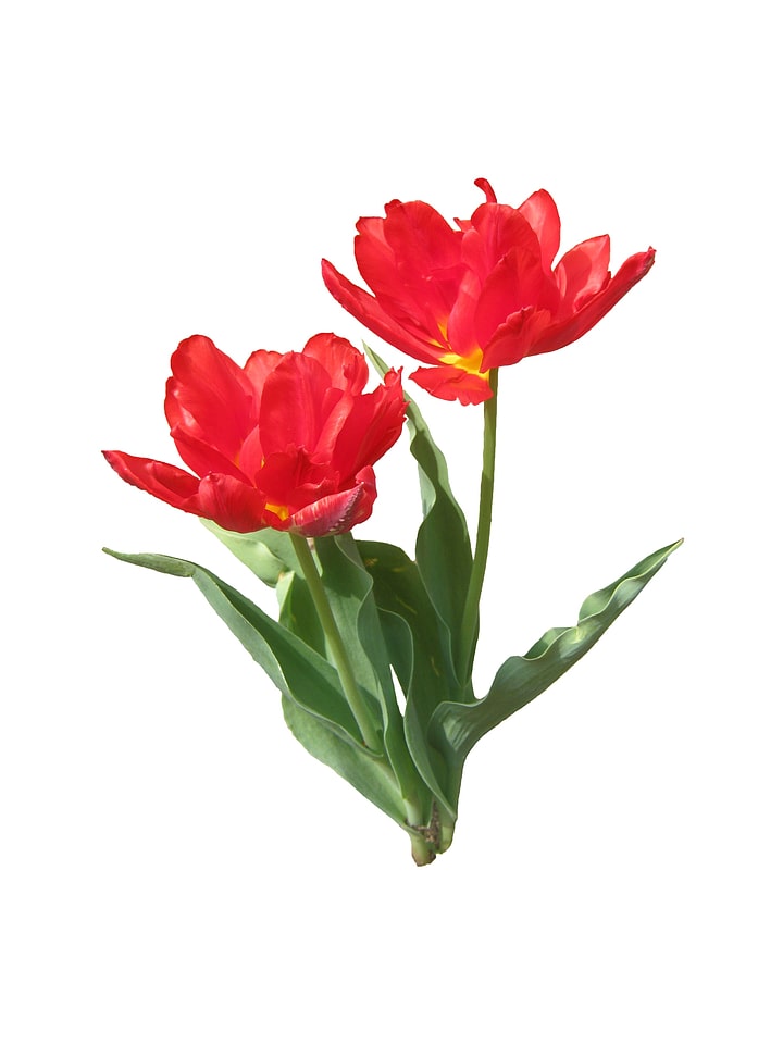 Bloom blossom open