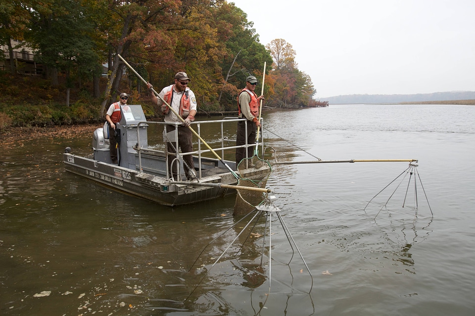 Electrofishing for Northern Snakehead-1