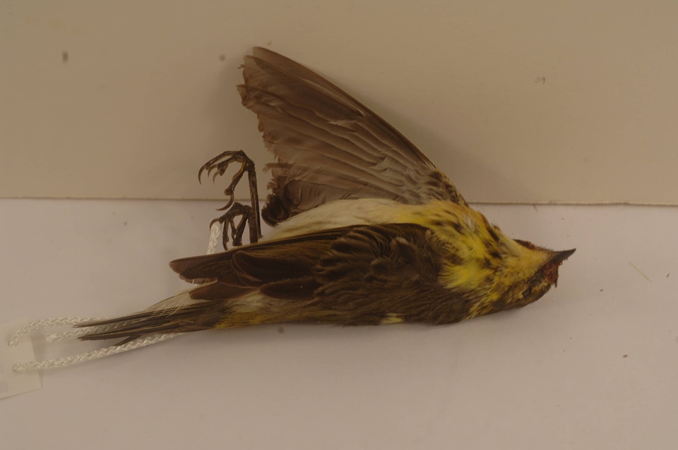 Setophaga tigrina