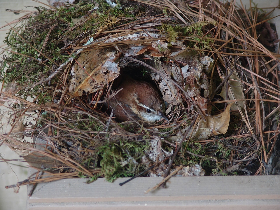 Carolina wren nest