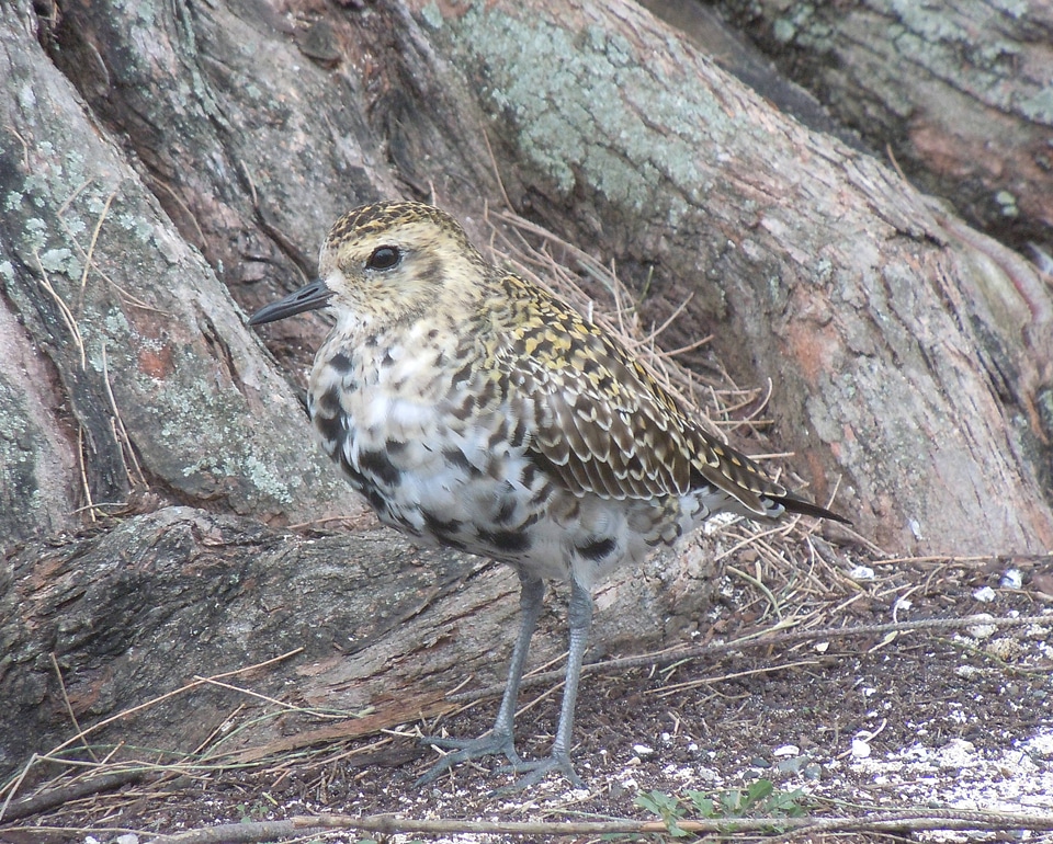 Pacific Golden-Plover-1