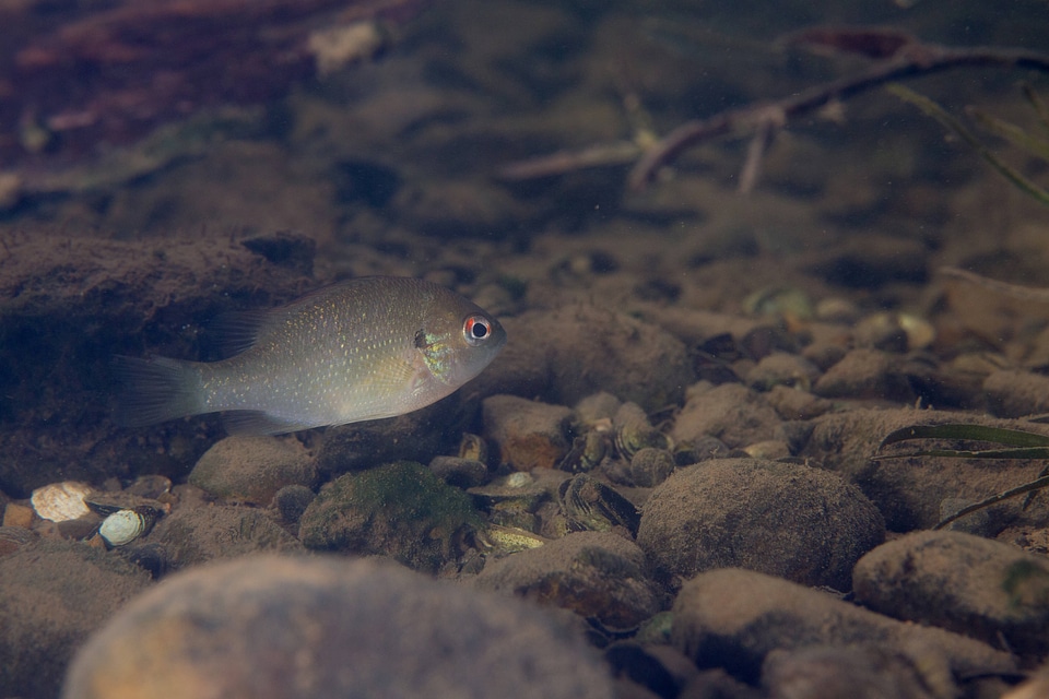 Juvenile redbreast sunfish-2