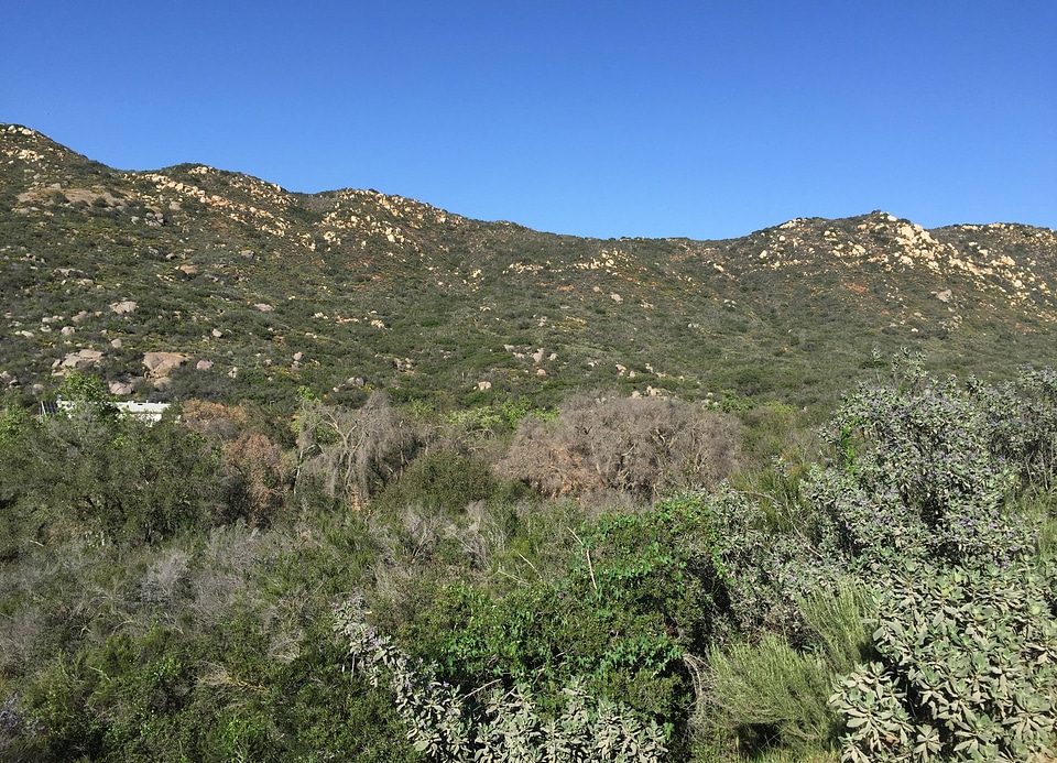 Coastal sage scrub and oak riparian woodlands