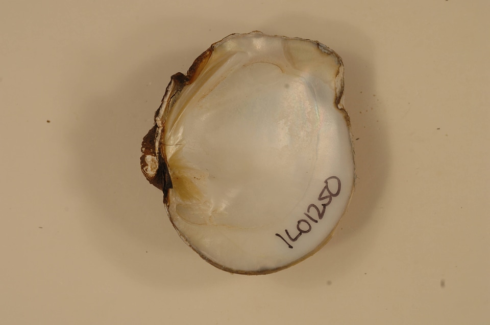 Quadrula quadrula (inside)-1