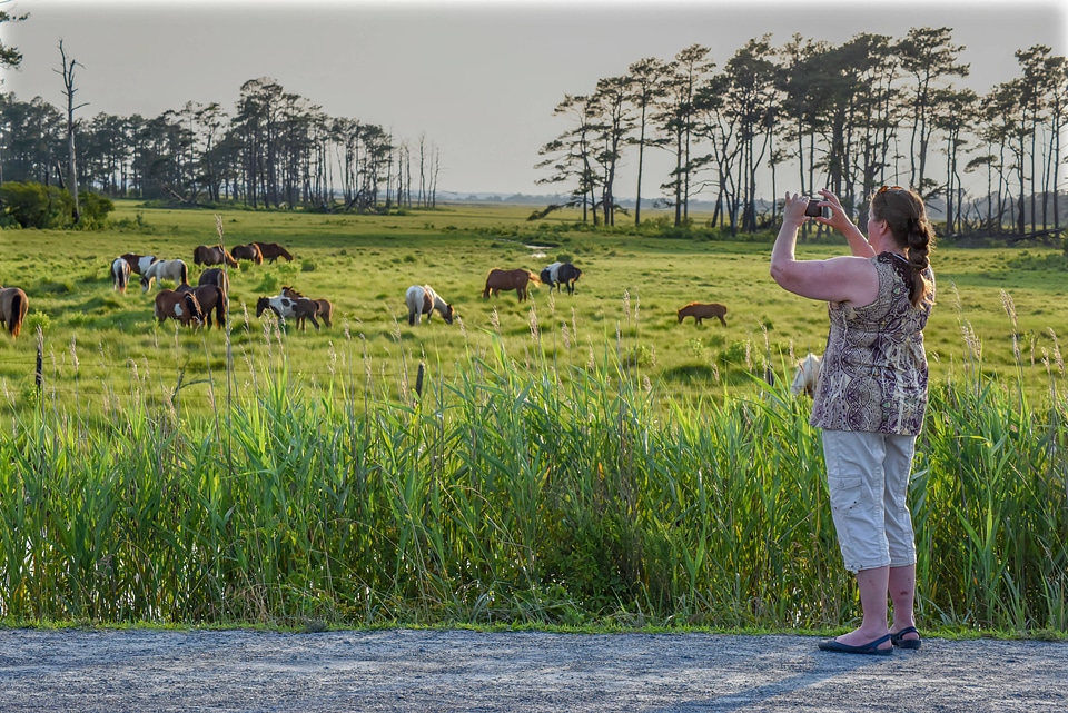 Visitor looking at wild ponies in field-5