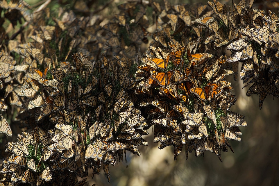 Monarch butterflies-1