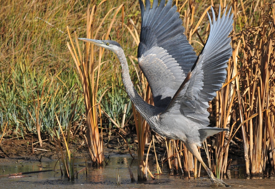 Great blue heron on Seedskadee National Wildlife Refuge