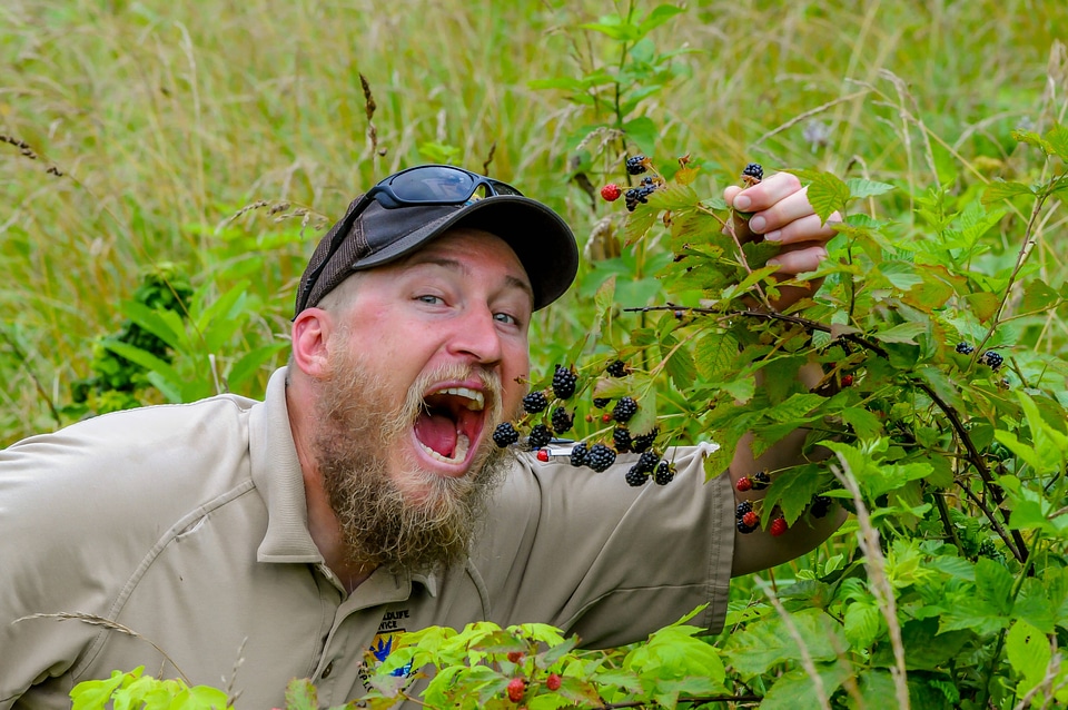 NCTC land management specialist with wild blackberry bushes with berries-1