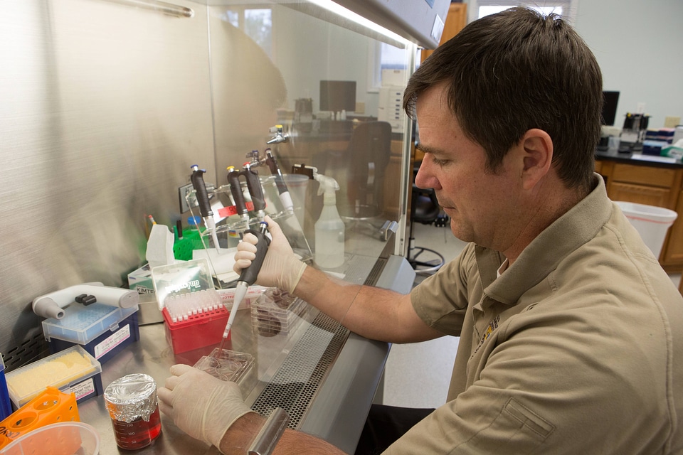 FWS biologist propagates freshwater mussels in a labratory-1