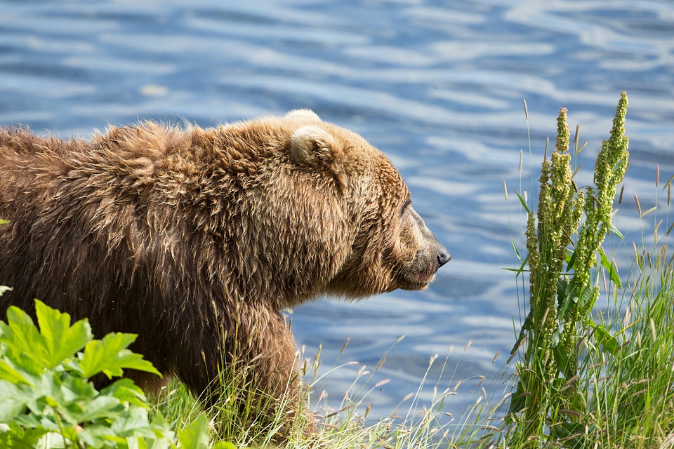 Kodiak brown bear-1