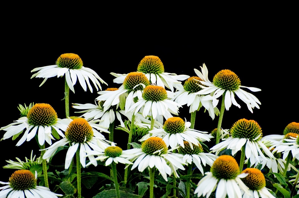 Autumn gardening garden