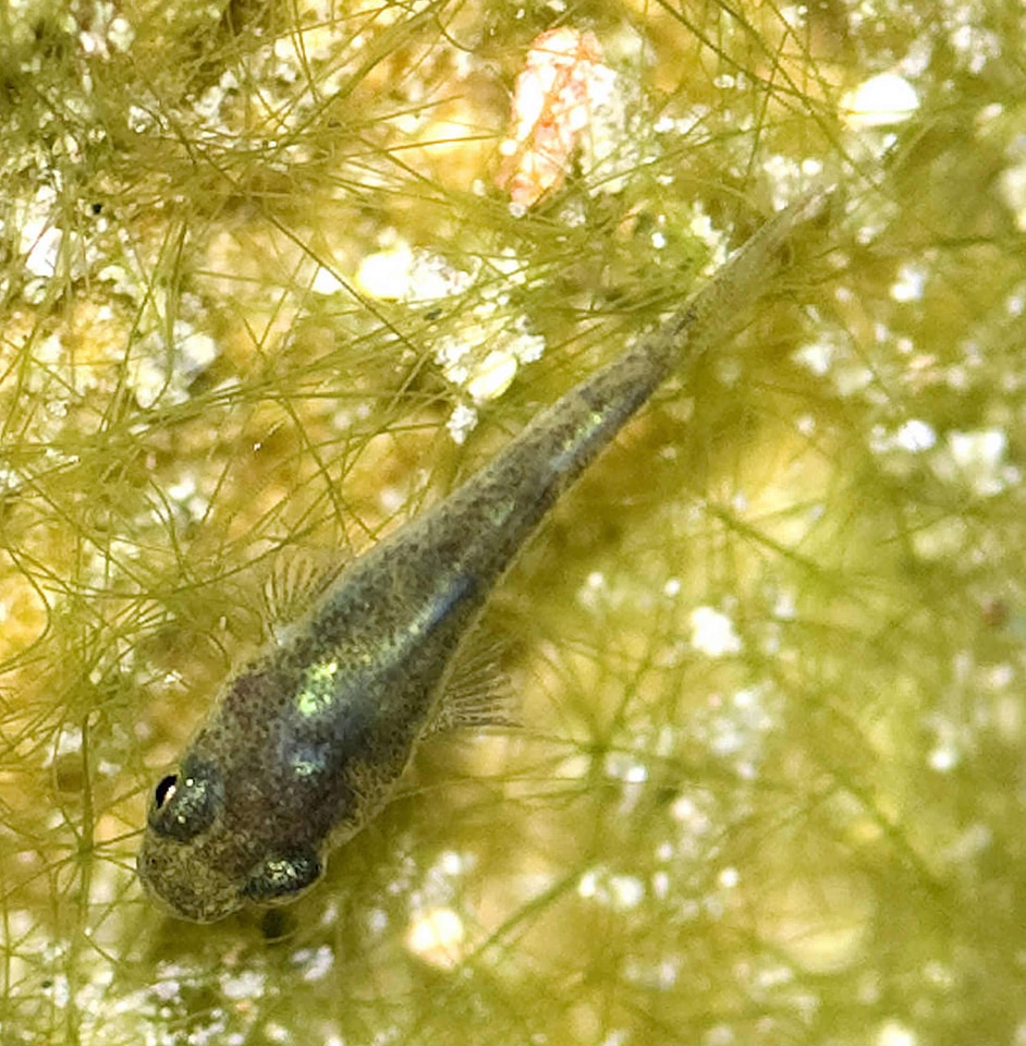 Devils Hole pupfish larva crop