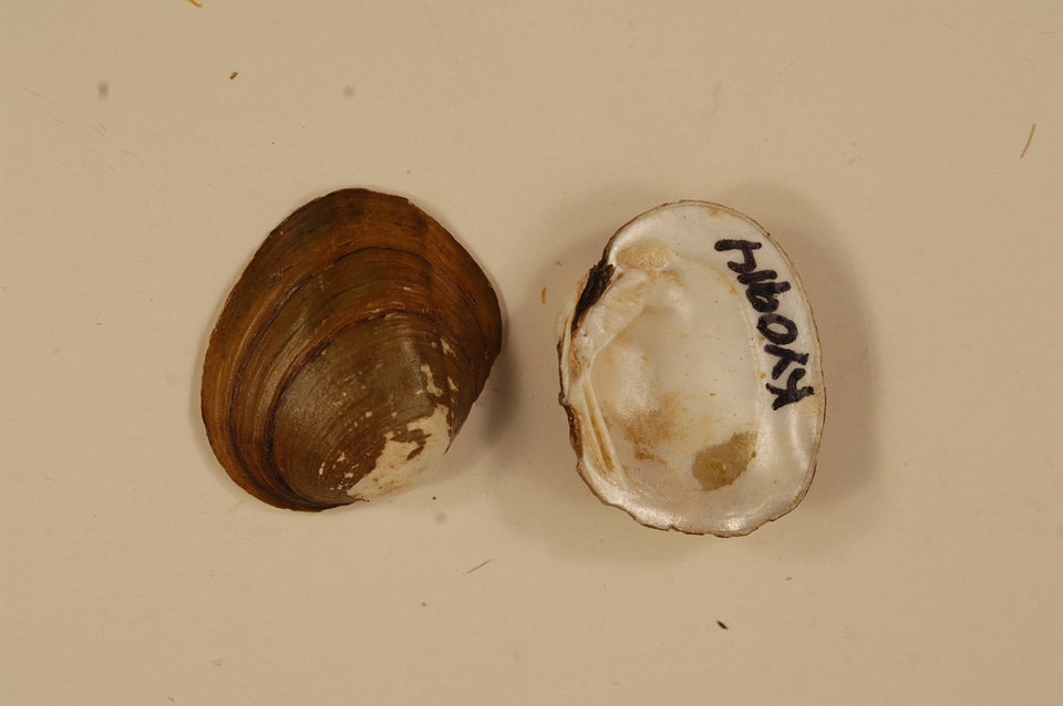 Amblema plicata-3