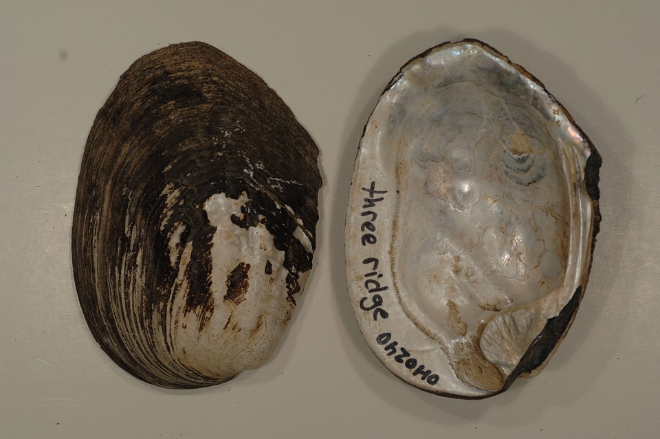 Amblema plicata-5