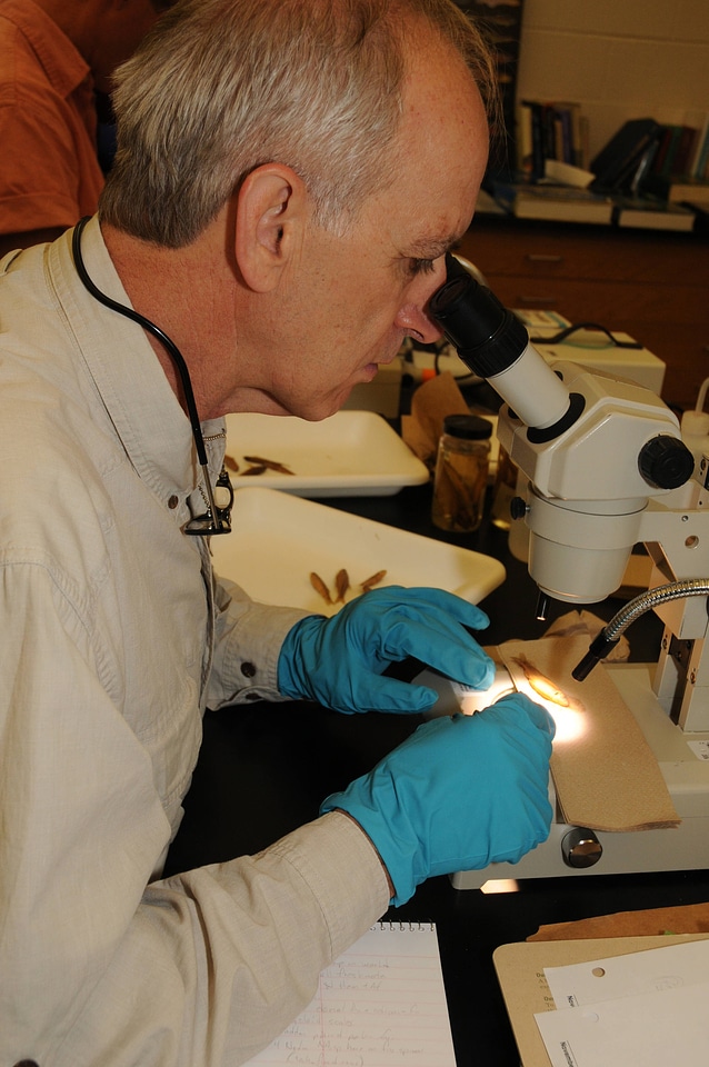 Using a microscope to identify fish specimen