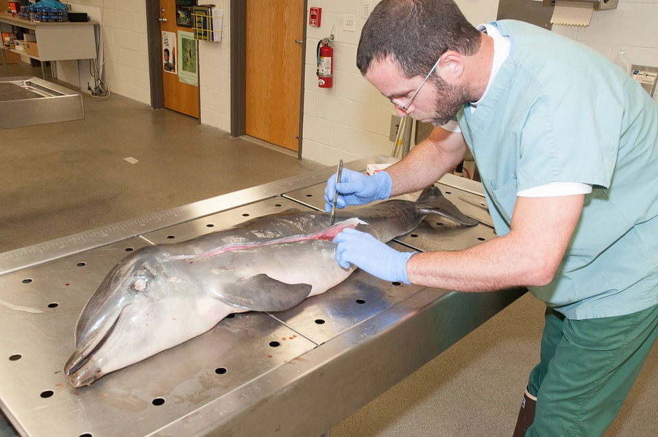 Marine Mammal Stranding Course at NCTC-4