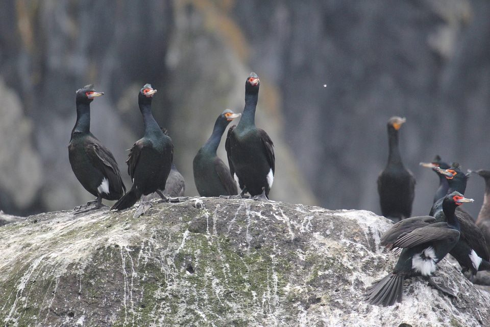 Red-faced cormorants