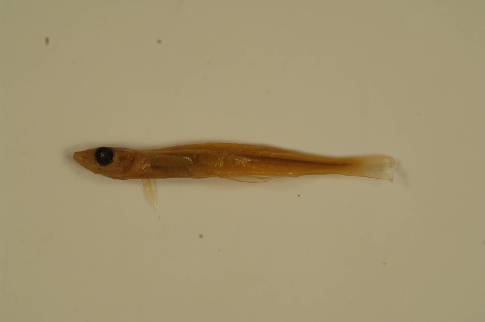 Labidesthes sicculus-1