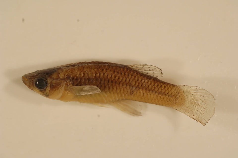 Gambusia  affinis