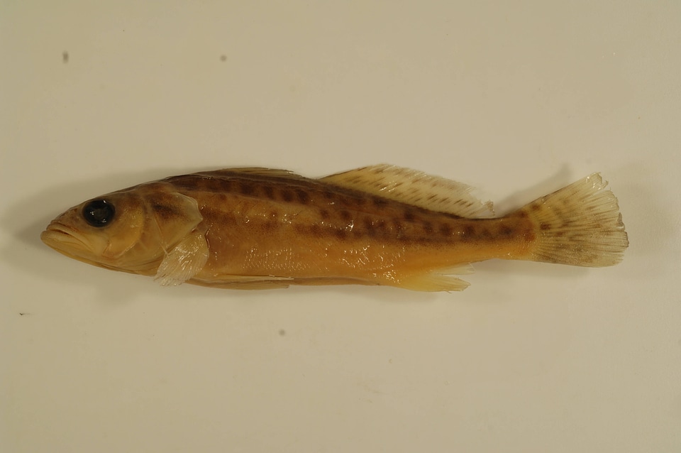 Cynoscion nebulosus