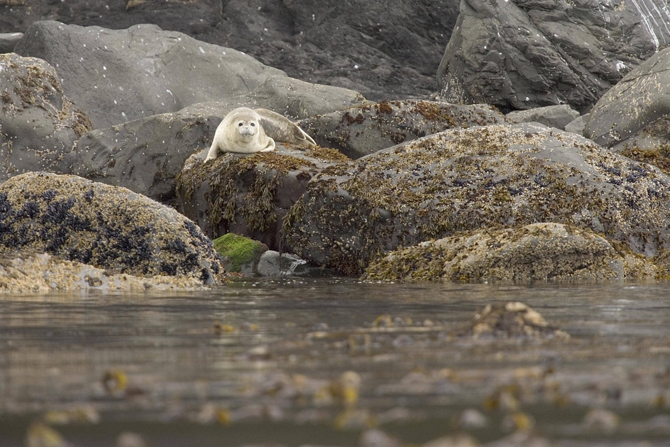 Seal at Peninsula Island