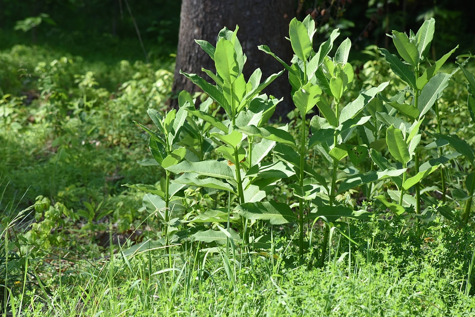 Milkweed cluster-1