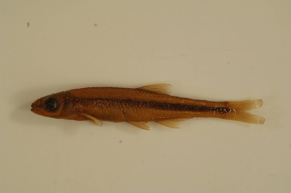 Lythrurus lirus-4