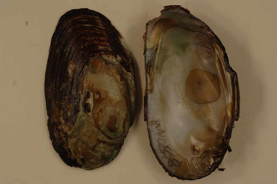 Elliptio complanata-6