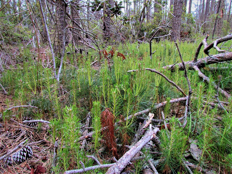 Loblolly pine tree saplings-1