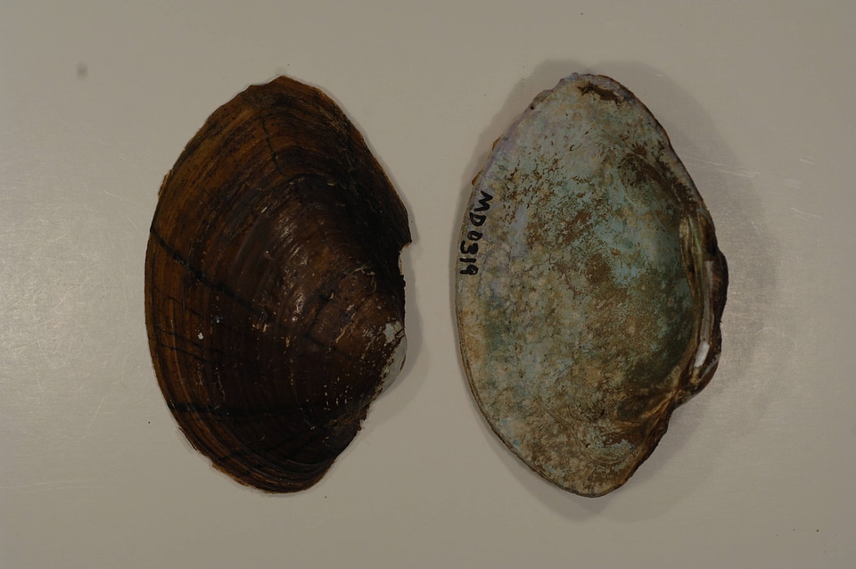 Lampsilis sp.-3