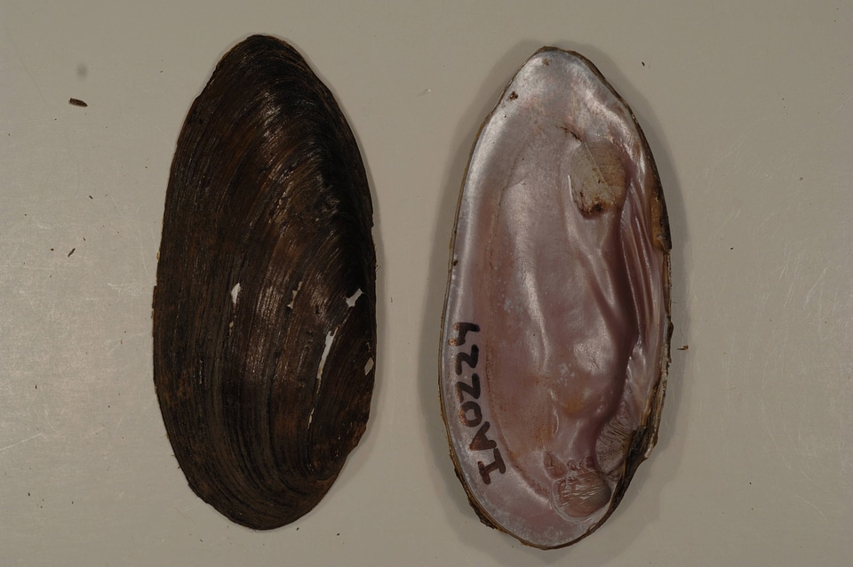 Elliptio dilatata-10