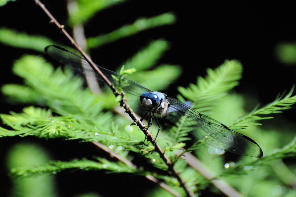 Great blue skimmer-1