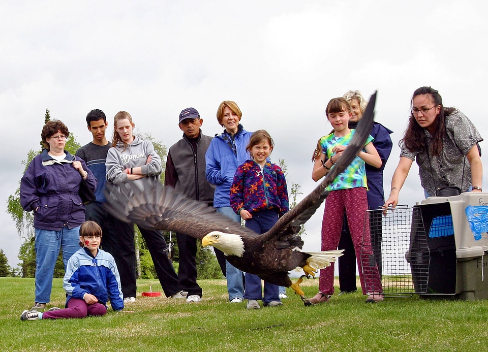 Eagle Release During Migratory Bird Day 2005