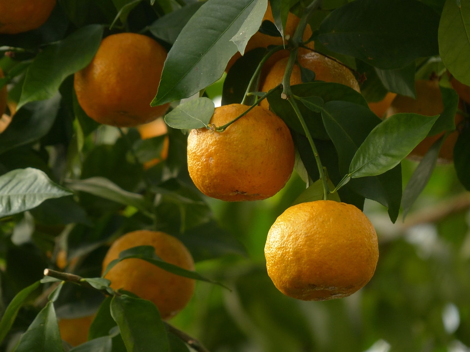 Citrus aurantium seville orange sour orange