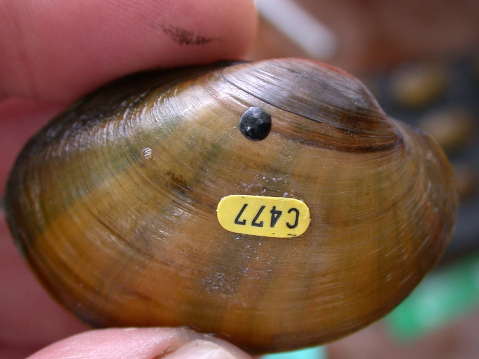 Higgins eye pearlymussel