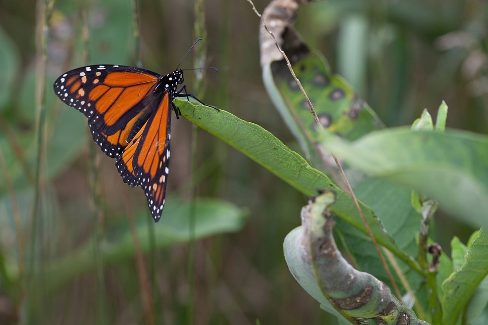 Adult monarch butterfly on milkweed-2
