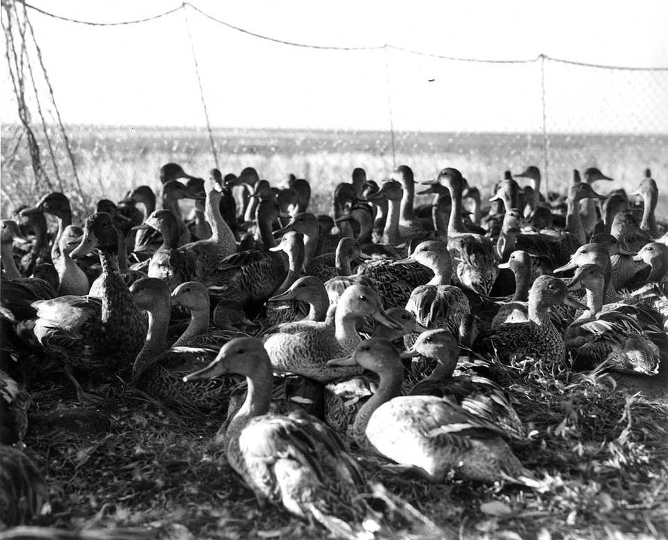 Historical Waterfowl Survey-2