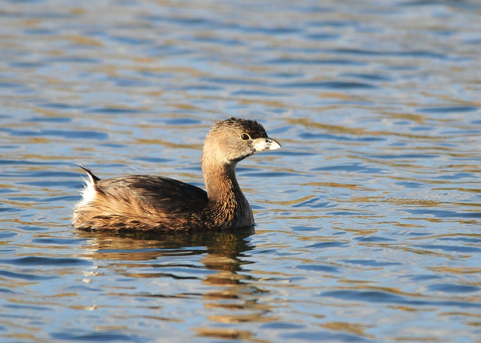 Pied-billed Grebe-3