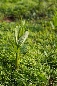 Common Milkweed-9