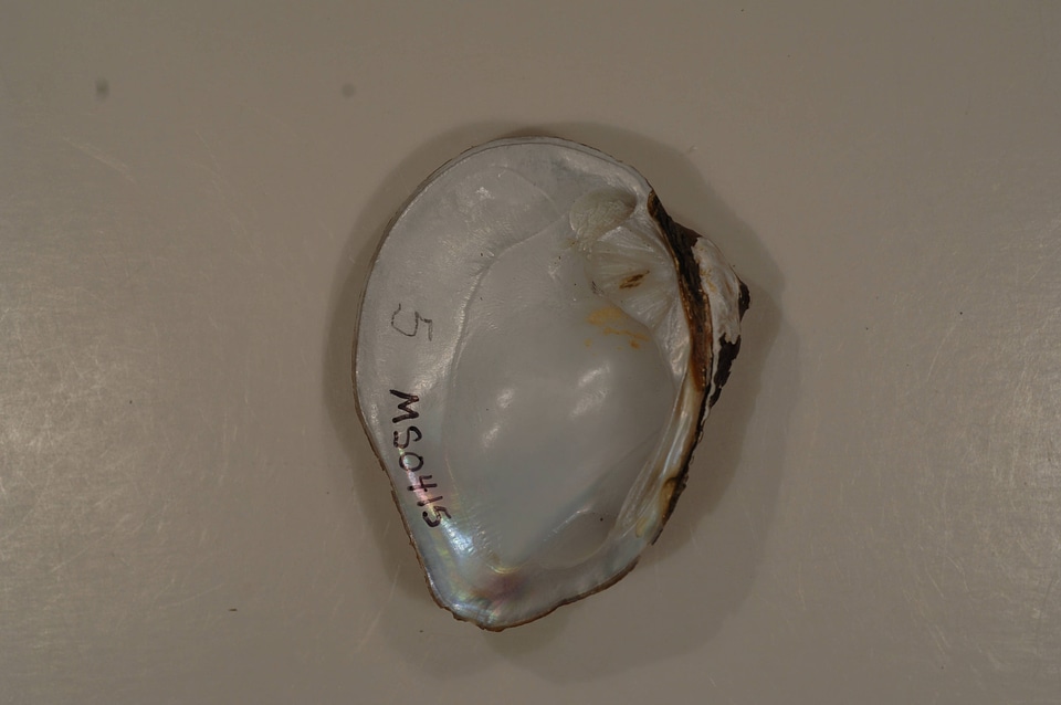 Obliquaria reflexa (inside)-2