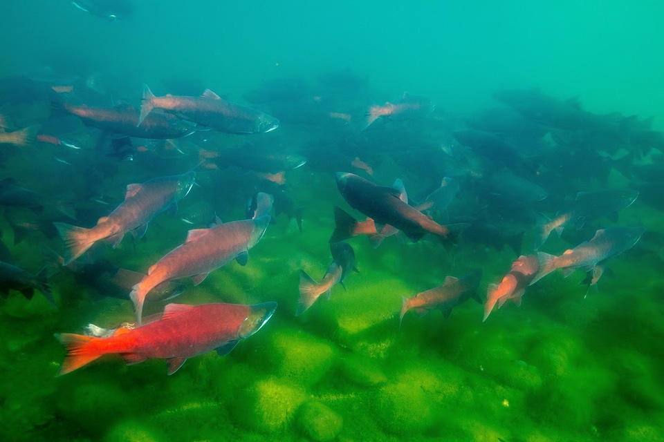  Sockeye Salmon-3