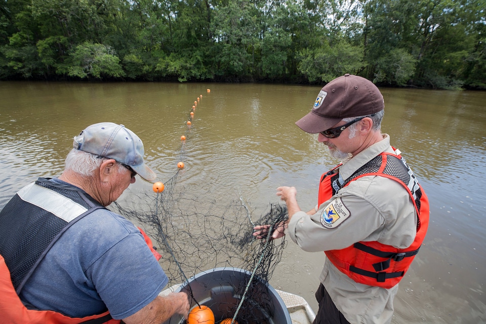 Biologists in boat net Gulf sturgeon in river-3