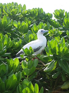 Red-footed Booby-2 photo