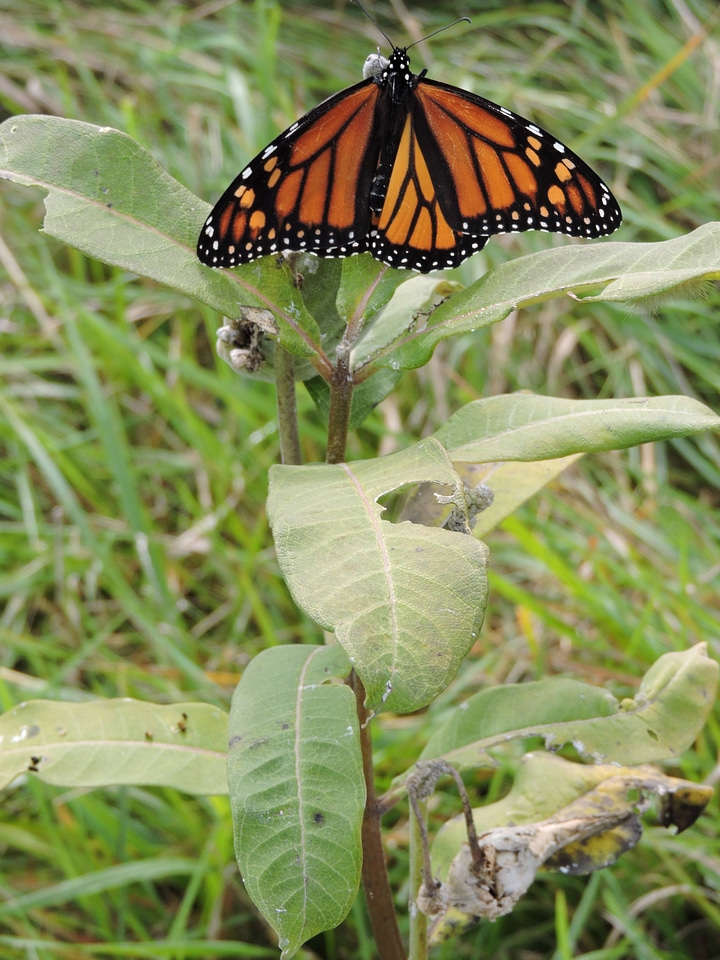 Monarch butterfly on milkweed plant