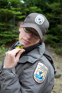  Canada warbler